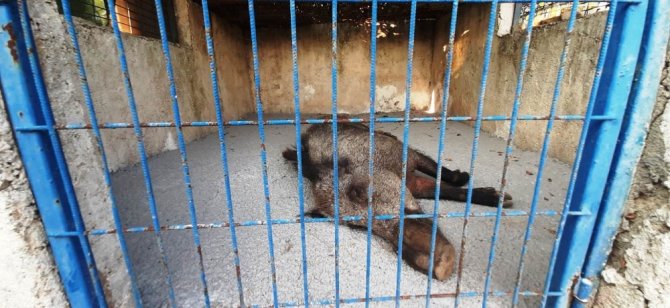 Domuza Tuzak Kurup Ölüme Terk Ettiler