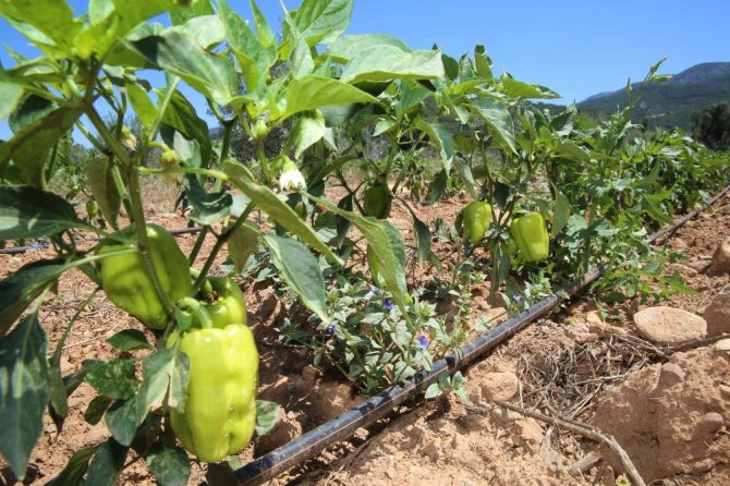 Buca’nın Sebze Tarlalarından 54 Ton Hasat Bekleniyor