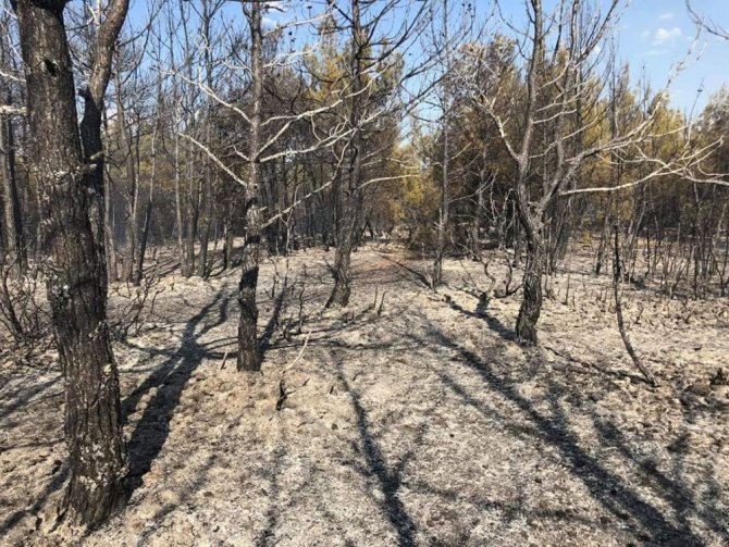 Orman Yangınında 6 Hektar Alan Zarar Gördü