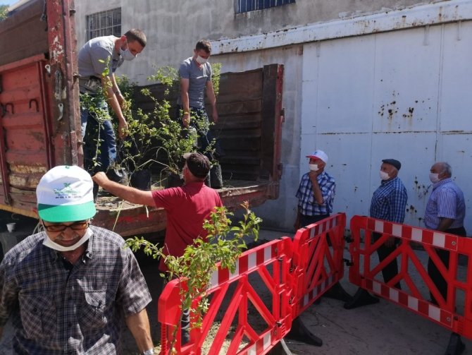 Gördes’te, 5 Bin Meyve Fidanı Dağıtıldı