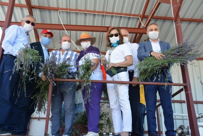 Salihli’de Davullu Zurnalı Lavanta Hasadı