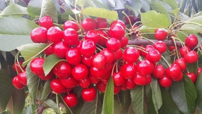 Şaphane Kirazı Toptancıda 2 Tl, Markette 8 Tl 95 Kuruş