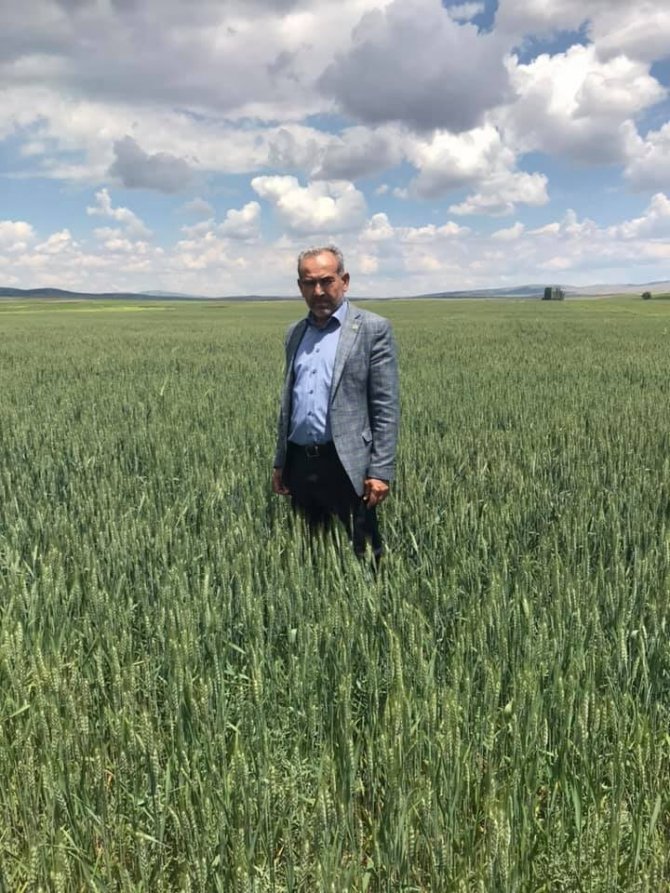 Altıntaş’ta Buğday Üretiminde Böcek Alarmı