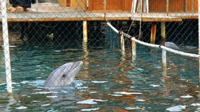 Yunuslara Özgürlük Platformu’ndan Tbmm’ye Çağrı