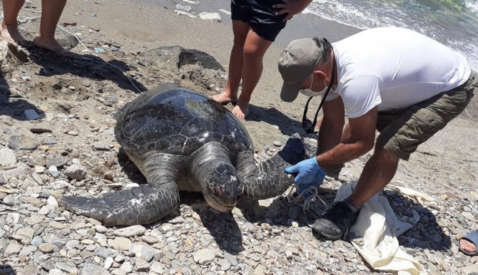 Kuşadası Kıyılarında Böylesi İlk Kez Yaşandı
