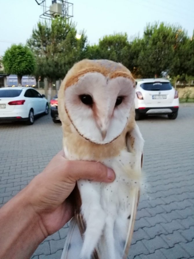 Yol Kenarında Bulunan Baykuş Koruma Altına Alındı