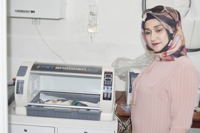 Tavşanlı’da İlk Kez Sokak Kedisinin Ayağına Operasyonla Plak Takıldı