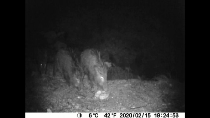 Afrika Oklu Kirpisi Uşak’ta Görüntülendi