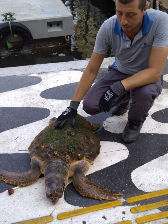 İzmir Körfezi’nde Kıyıya Vuran Caretta Caretta Kurtarıldı