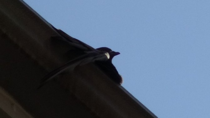 İtfaiye Ekipleri Çatı Saçağına Sıkışan Güvercin İçin Seferber Oldu