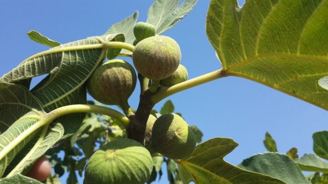 İncir Bahçelerinde Kırmızı Örümcek Mücadelesi Sürüyor