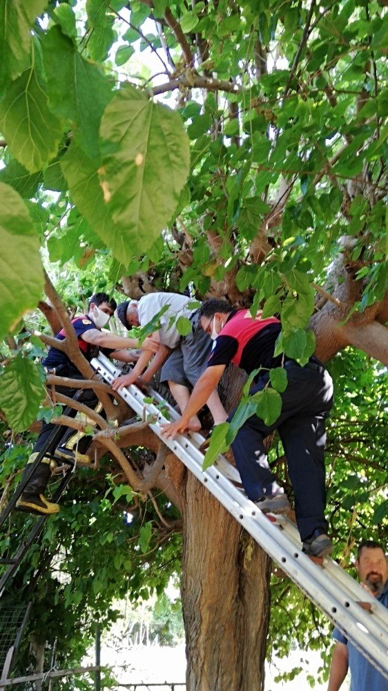 Ağaçta Mahsur Kalan Yaşlı Adamı İtfaiye Kurtardı