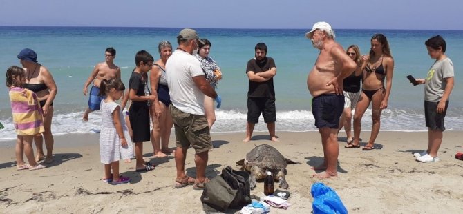 Aydın’da 2 Deniz Kaplumbağası Ölü Bulundu