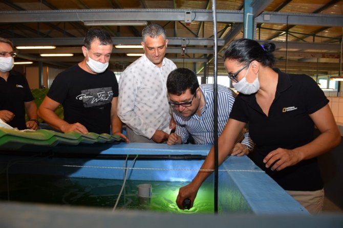 İl Tarım Müdürü Saylak, Karides Üretimini Yerinde İnceledi