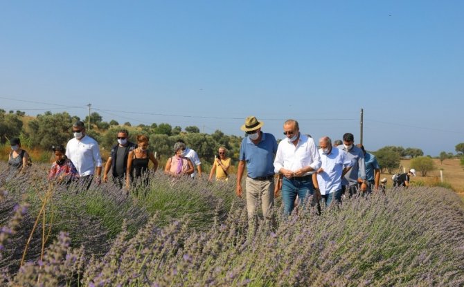 Didim’de Sezonun İlk Lavanta Hasadı Yapıldı
