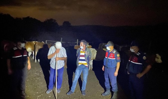 Kaybolan 10 Büyükbaş Jandarma Tarafından Bulundu