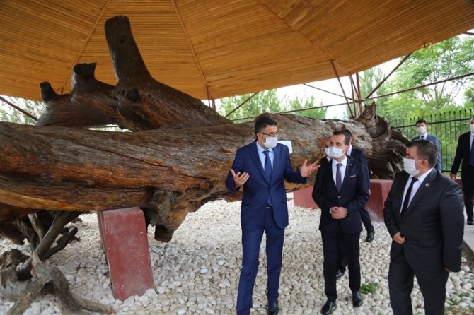 Mızık Çamını İnceledi