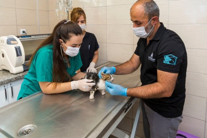 Bir Yılda 11 Bin 500 Sokak Hayvanı Tedavi Edildi