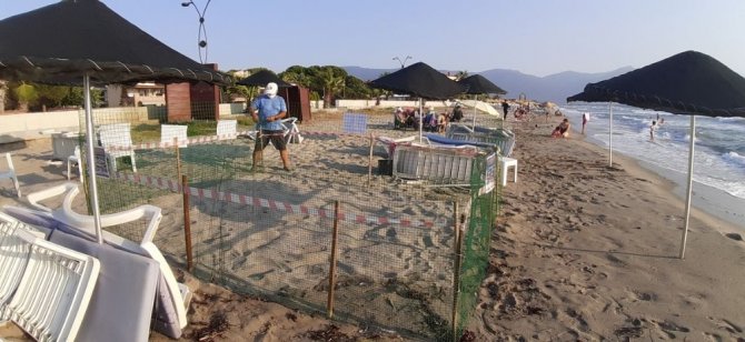 Caretta Caretta, Kuşadası Sahiline Yumurtalarını Bıraktı
