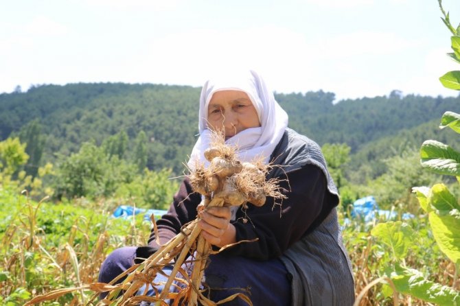 Hisarcık’ta Sarımsak Hasadı Başladı
