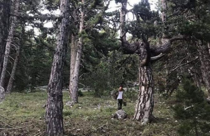 Şifa Kaynağı Kekik Otu Hasadı Akdağ Yaylalarında Başladı