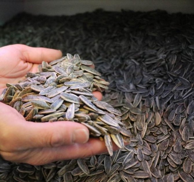 “Dünya’da Çinliler’den Sonra En Çok Türkler Çitliyor”