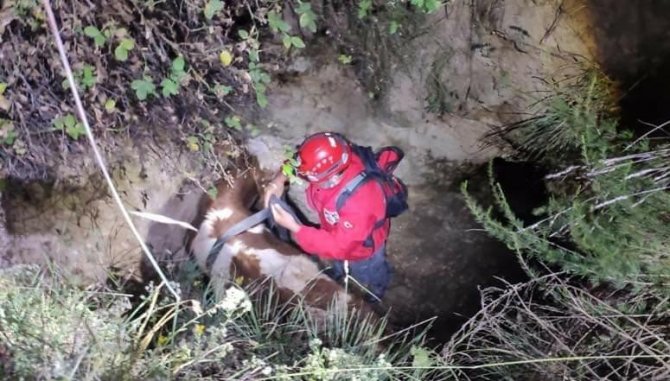 Çukura Düşen İneği Akut Ekipleri Kurtardı
