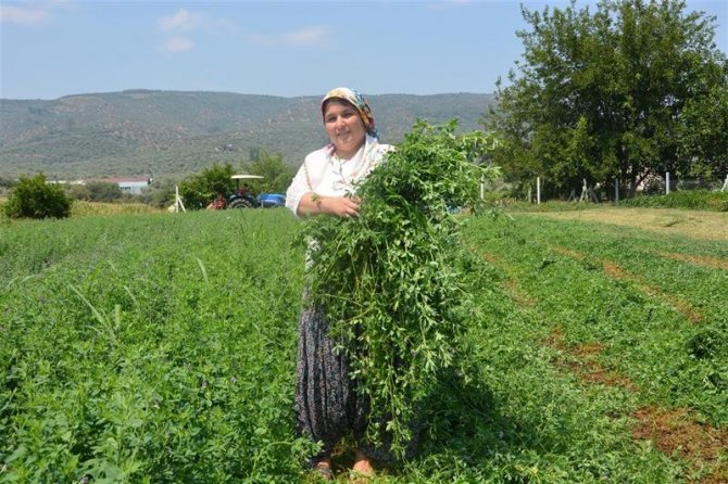 Hibe Desteği İle Aile Bütçesine Katkı Sunmaya Başladı