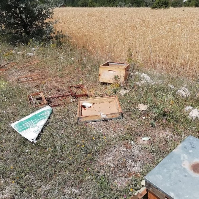 Ayılar Kovanları Parçaladı, Arılar Telef Oldu