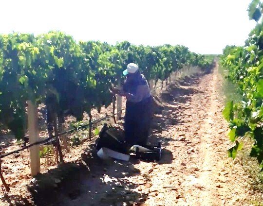 Sarıgöl’de Üzüm Hasadına Başlandı