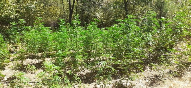 İzmir’de 3 Bin 210 Kök Kenevir Ele Geçirildi