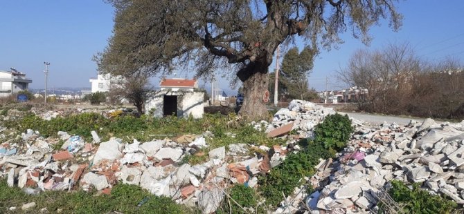 Kuşadası’nda 300 Yıllık Anıt Ağacın Çevresini Hafriyat Dökerek, Çöplüğe Çevirdiler