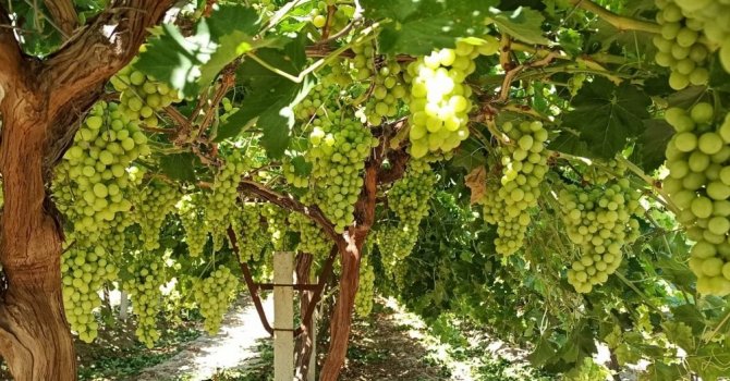 ‘Superior Seedless’ Üzüm Çeşidi İçin 2020 Yılı Hasat Ve İhraç Tarihleri Belirlendi