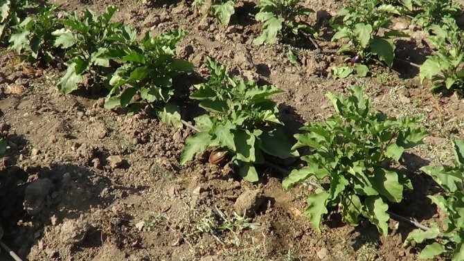 100 Yıllık Tohumdan Üretilen Güre Patlıcanını Diğer Kentlere De Satmak İstiyorlar