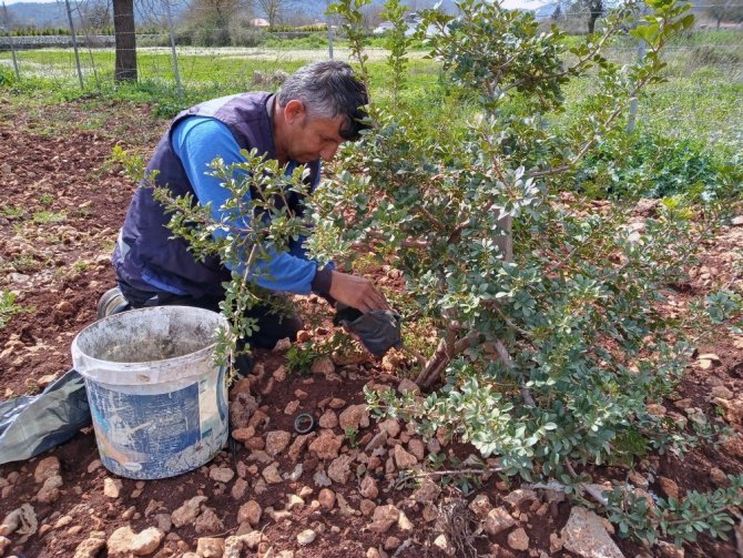 Muğla Büyükşehir Sakız Fidanı Üretiyor