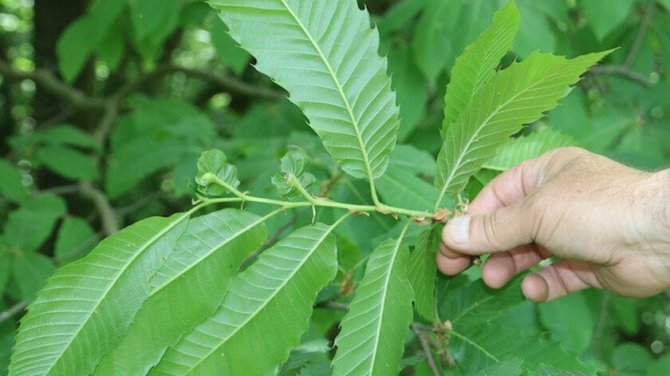 Köşk Ziraat Odası Başkanı Tuna; “Gal Arısı Kestane Ağaçlarına Zarar Veriyor“
