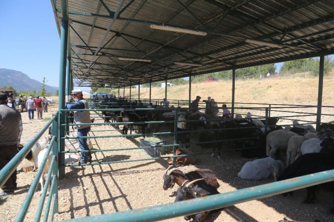 Çameli’de Hayvan Pazarında Yoğunluk Başladı