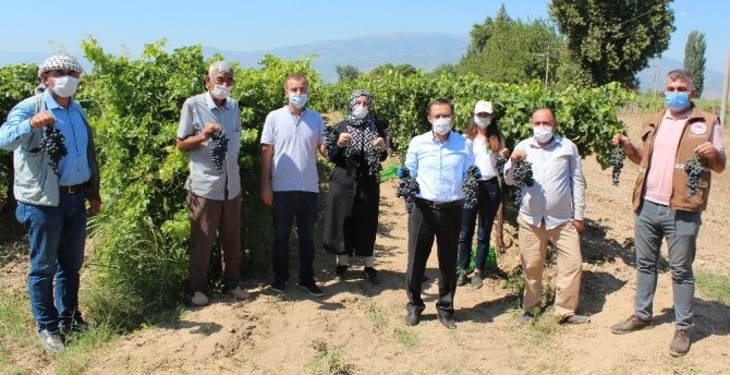 Türk Mühendislerinden Yüksek Verimli Üzüm