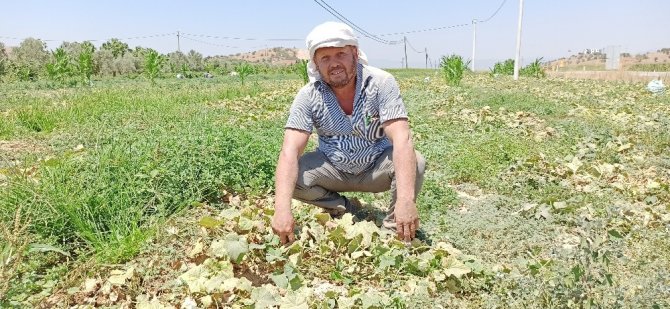 Salatalıkta İkinci Ekim Dönemi