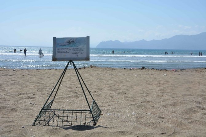 İztuzu’nda Yuva Rekor Sayıya Ulaştı