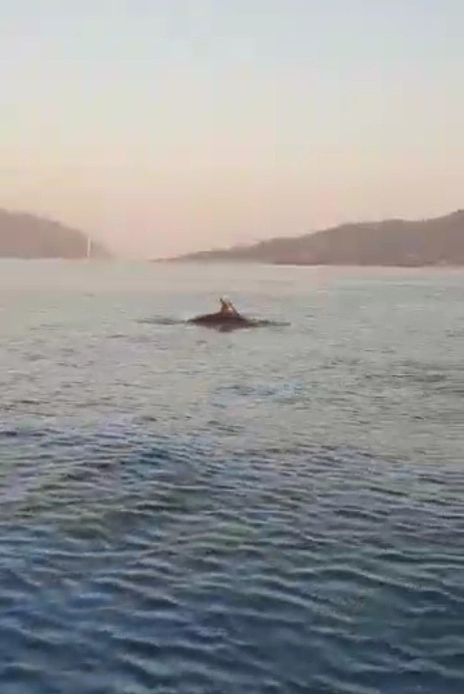 Yunuslar Marmaris Körfezi’nde Adeta Gösteri Yaptı