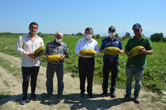 Manisa’da ‘Altınbaş Kavunu’nda Hasat Başladı