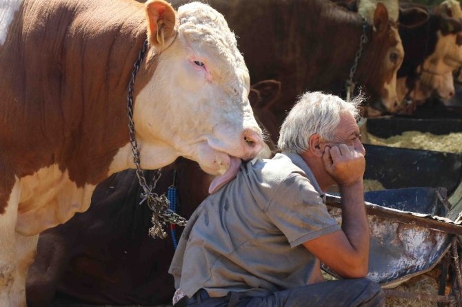 Bayraklı Belediyesi Kurban Bayramına Hazır