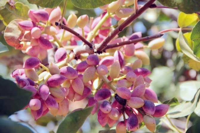 Siirt’in Yeşil Altını Aydın’dan Dağılıyor
