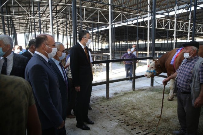 Bir Ton 500 Kilogram Ağırlığındaki Kurbanlık 29 Bin Tl’ye Satıldı