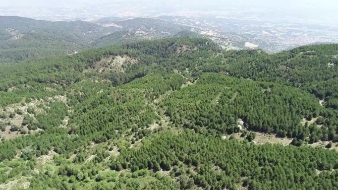 Orman Yangınlarının En Büyük Nedeni İnsanlar