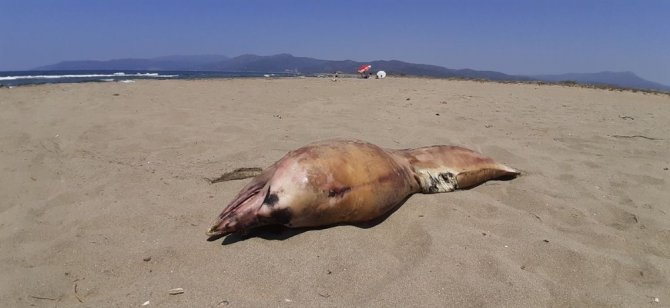 Pamucak Sahiline Yunus Ölüsü Vurdu