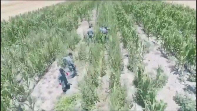 Mısır Tarlasına Uyuşturucu Oparasyonu