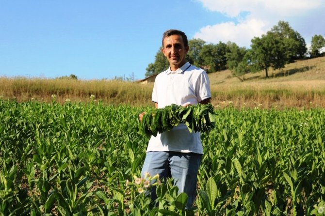 Geçimlerini Tütüncülükle Sağlıyorlar