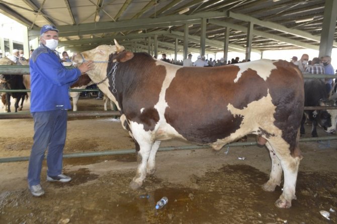 1 Ton 100 Kiloluk Kurbanlık İlgi Odağı Oldu